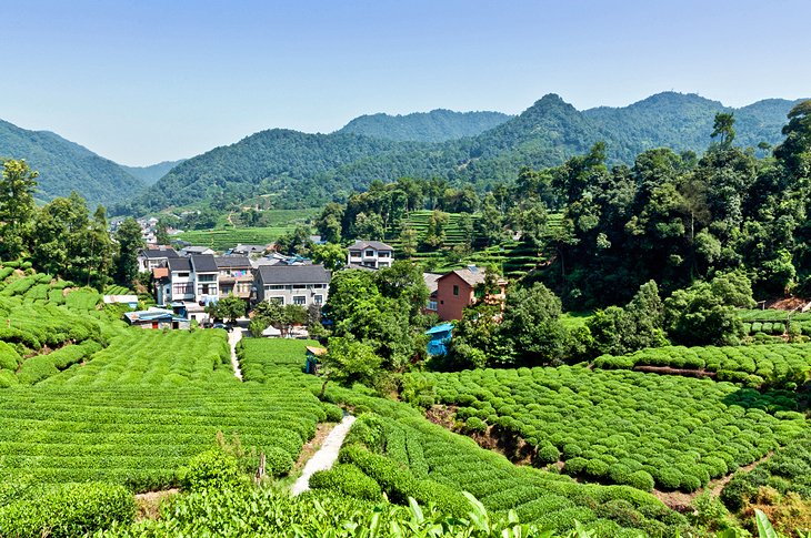 Longjing Tea and the Dragon Well