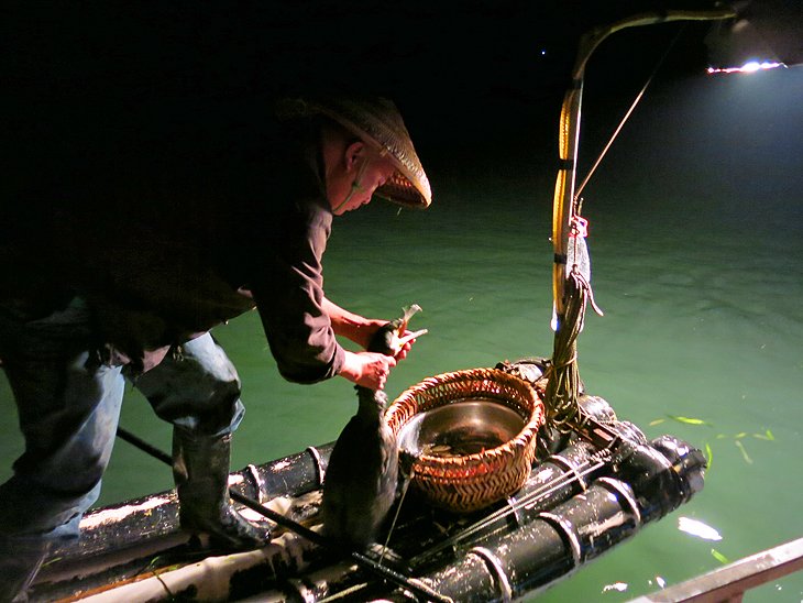 Cormorant Fishing