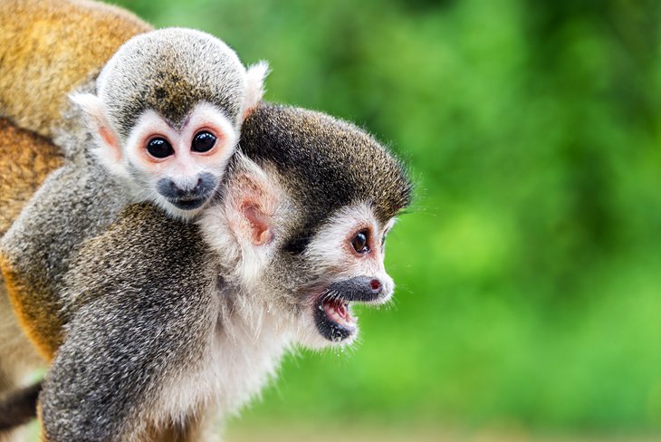 Squirrel monkeys, Leticia