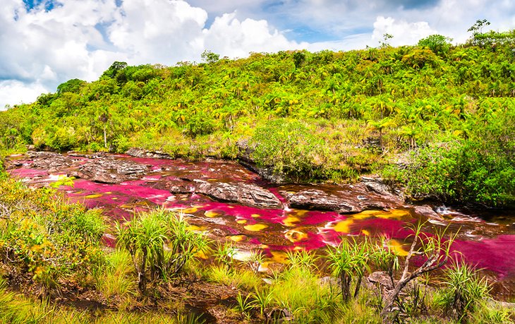 Caño Cristales