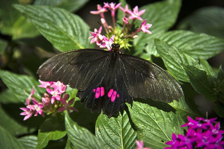 Butterfly at the Botanical Garden