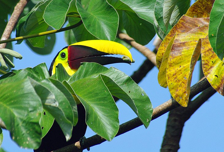 Braulio Carrillo National Park