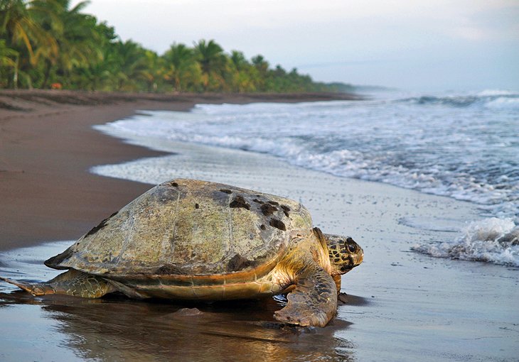 Tortuguero National Park