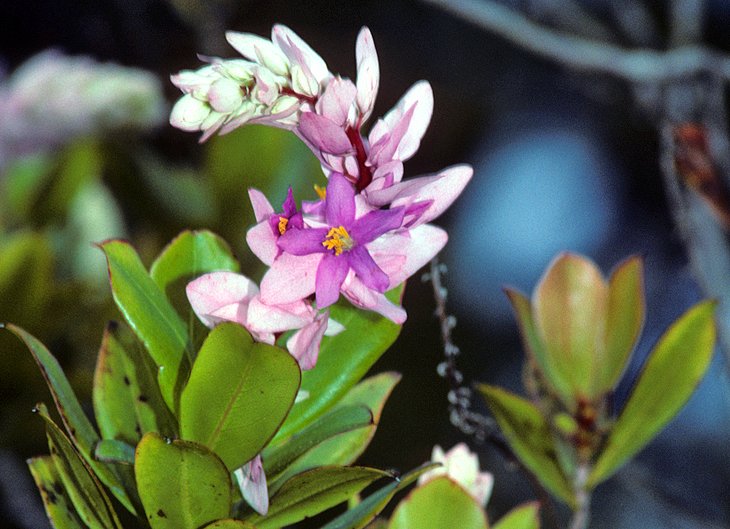 National Botanical Garden of Cuba