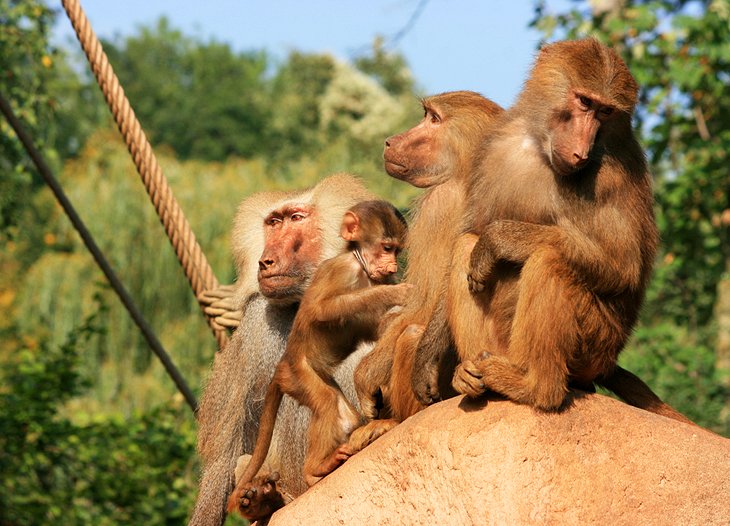 Cologne Zoological Gardens