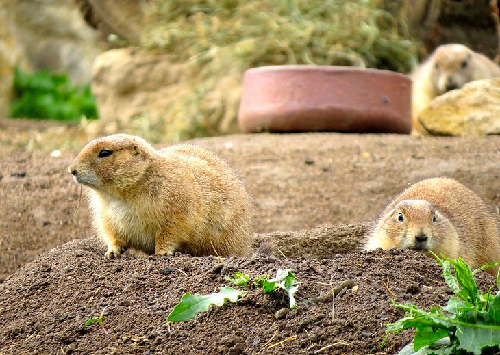 Erfurt Zoopark