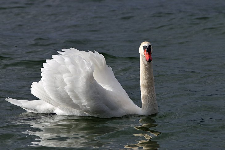 Swan in a Lake Constance nature reserve