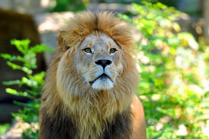 Lion at the Hellabrunn Zoo