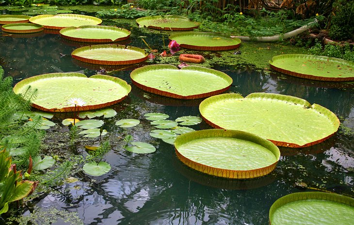 Aarhus Botanical Gardens