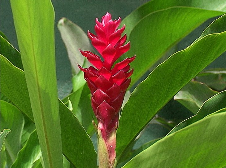 Jardins tropicaux papillotes