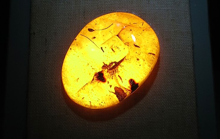 Amber World Museum