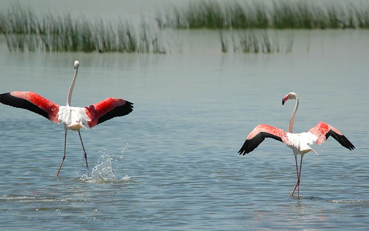 Birdlife at the Parque Nacional de Doñana