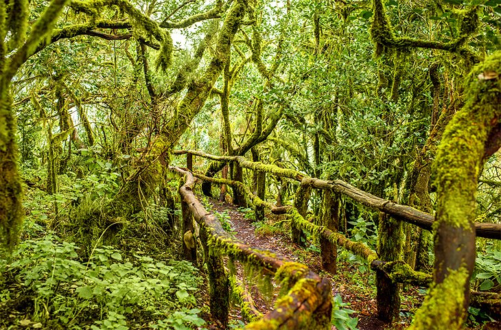Parque Nacional de Garajonay, La Gomera