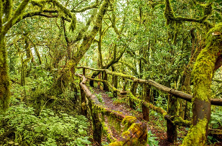 Parque Nacional de Garajonay,  La Gomera