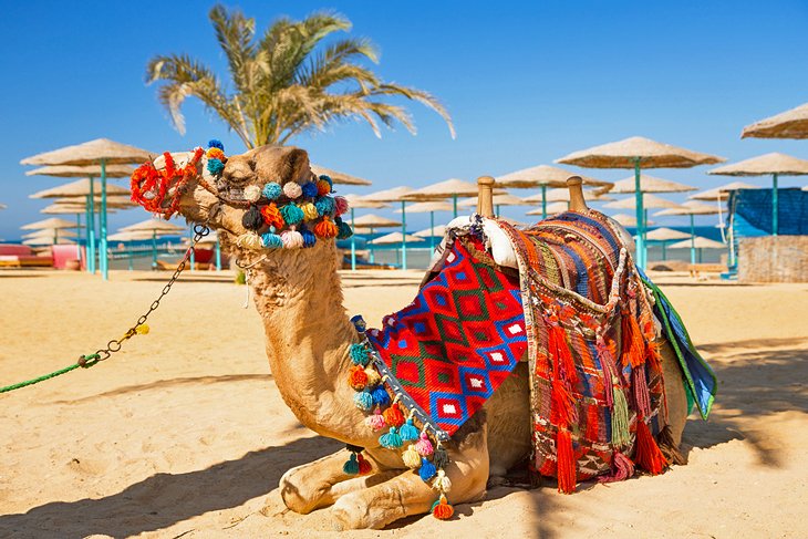 Paseos en camello