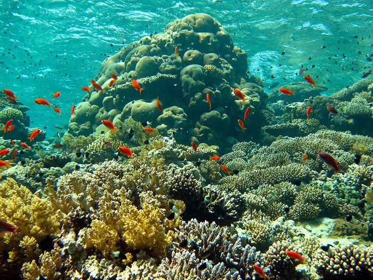 Jackson Reef is one of the most popular tourist destinations for diving enthusiasts in Sharm El Sheikh