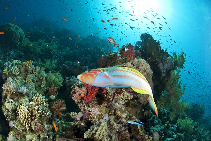 Thomas Reef, one of the distinctive diving sites in Sharm El Sheikh