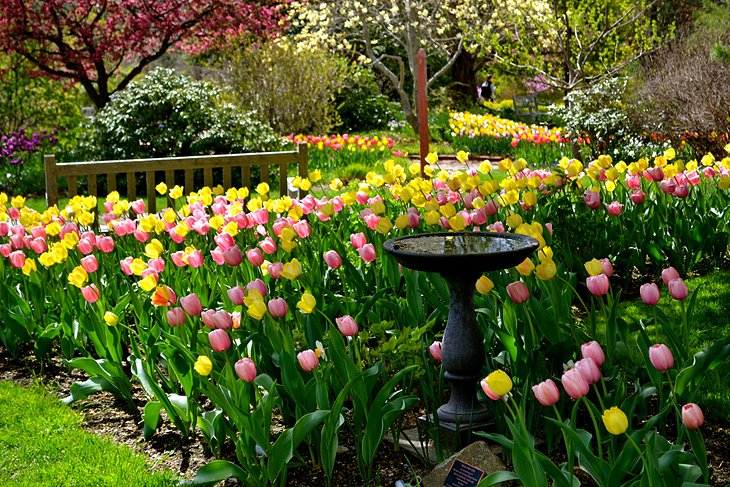 Tulips at the Botanical Garden
