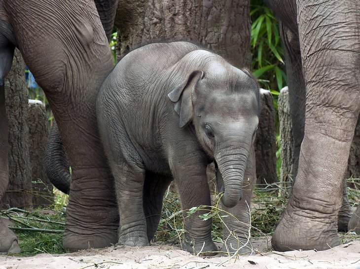 Chester Zoo and the Blue Planet Aquarium