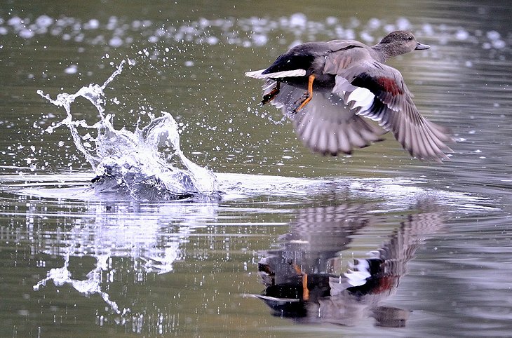 Whisby Nature Park