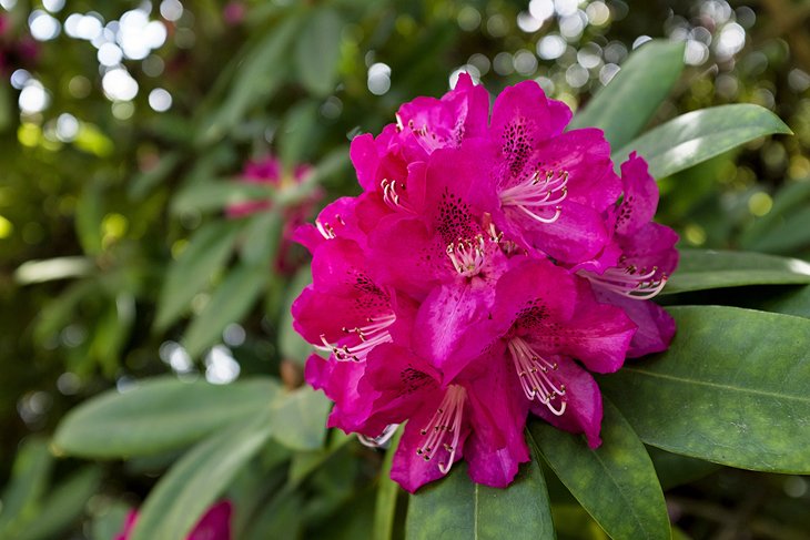 Sheffield Botanical Gardens