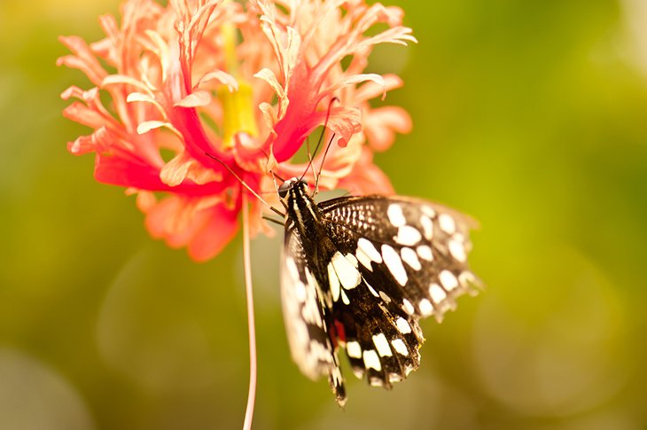 Tropical Butterfly House Wildlife & Falconry Centre