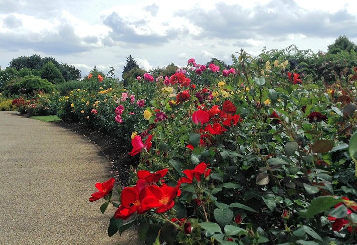 Gardens of the Rose