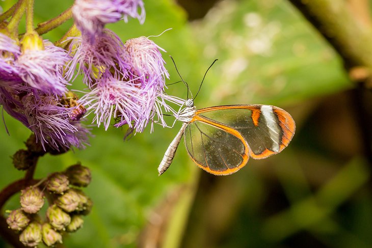 Stratford Butterfly Farm