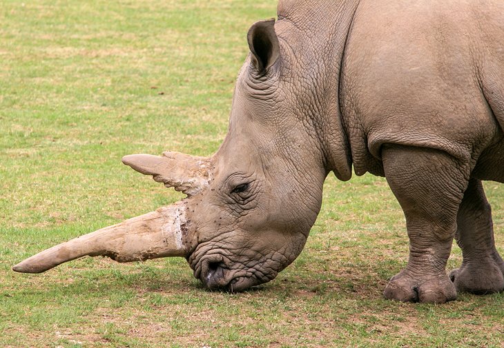 Marwell Zoo