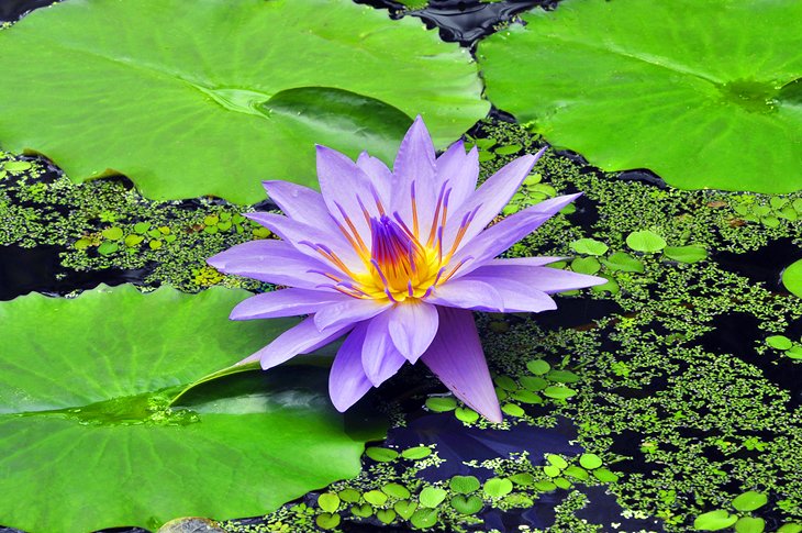 Casa Waterlily