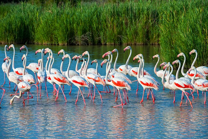 Camargue Nature Park