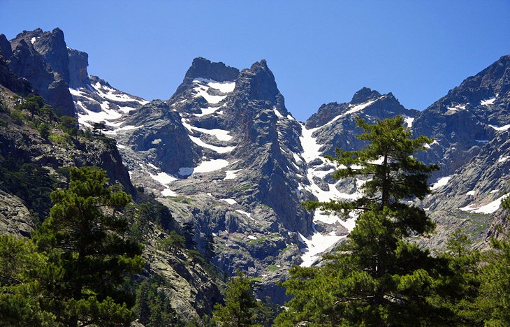 Forêt de Valdo Niello