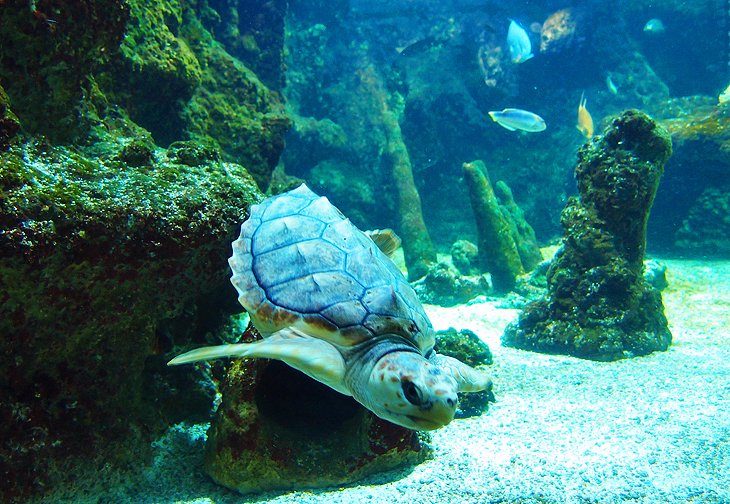 La Rochelle Aquarium