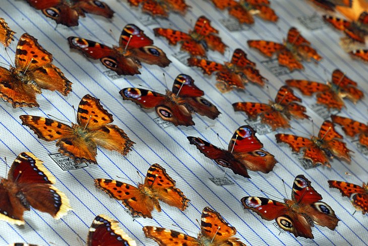 Maison des Papillons (Butterfly Museum)