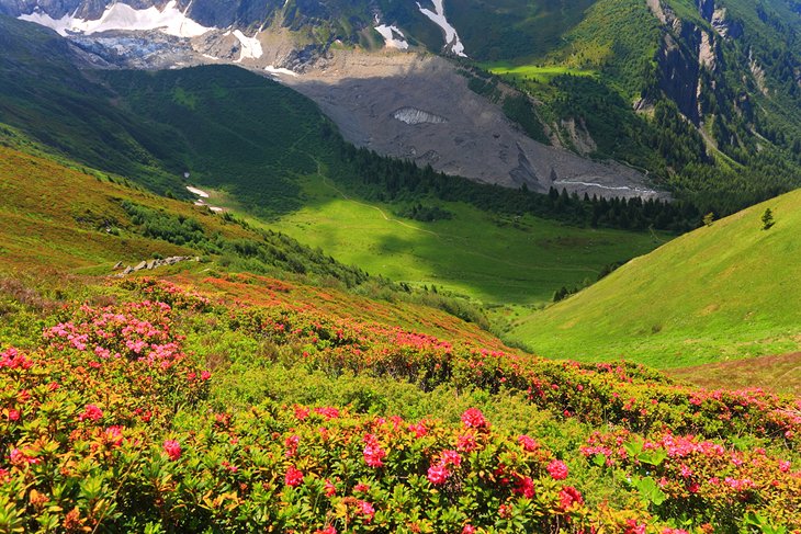 Flowers in a valley below Mont Blanc