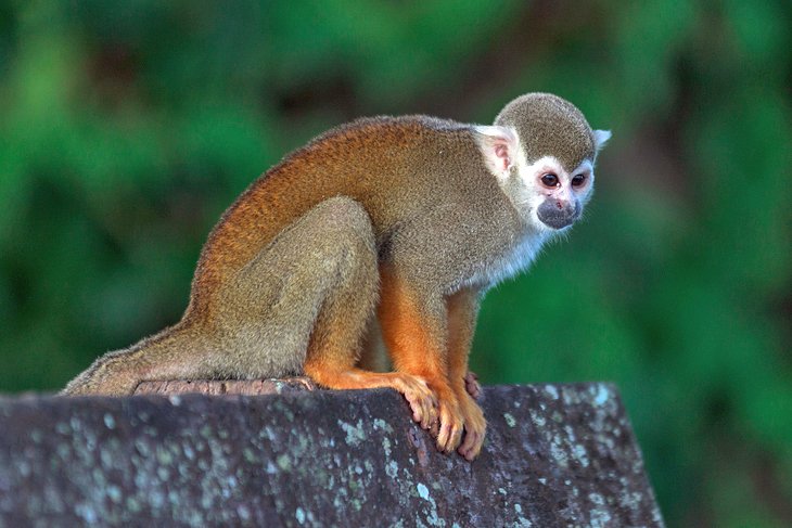 Squirrel monkey at Ilet la Mère