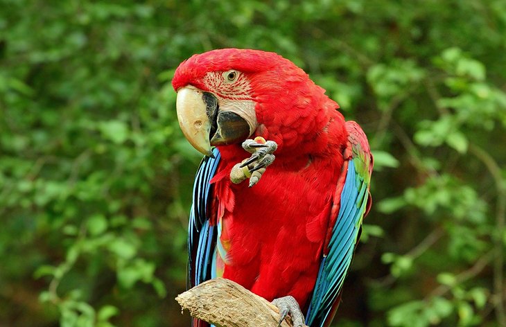 Zoo de Guyane