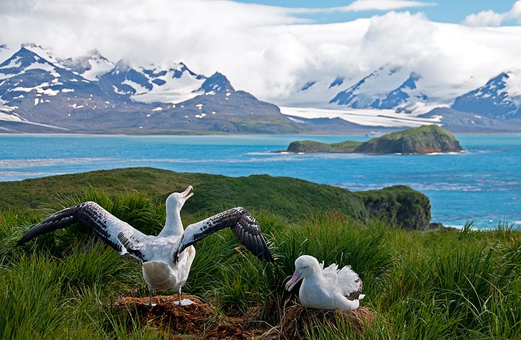 South Georgia Island