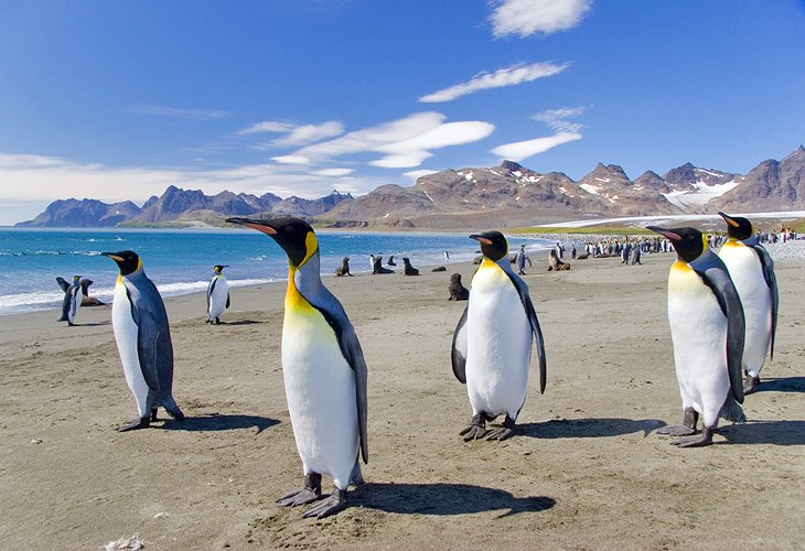 Penguins in the Falkland Islands