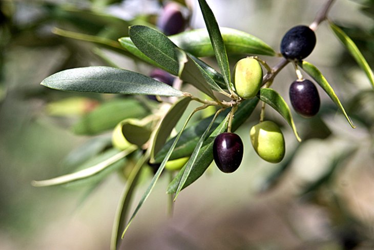 Botanic Park & Gardens of Crete