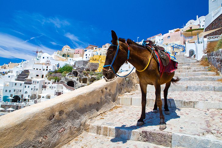 Âne à Santorin
