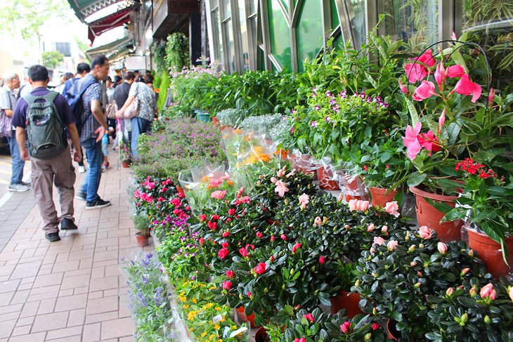 Flower Market in Kowloon, near budget hotels