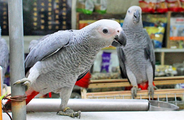 Yuen Po Bird Garden