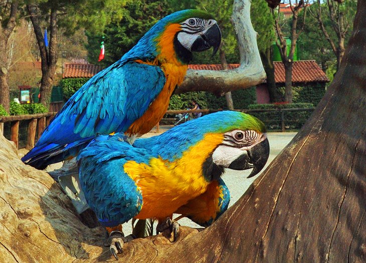 Faunistic Park Le Cornelle