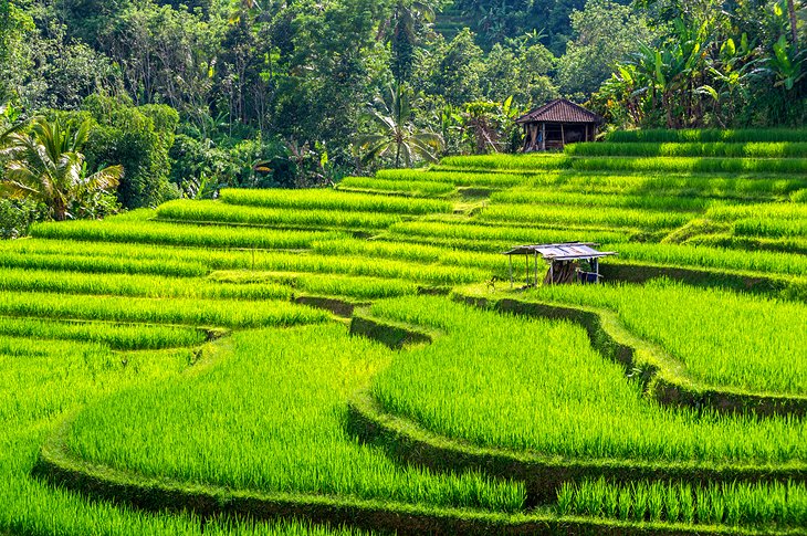 Jatiluwih rice terraces