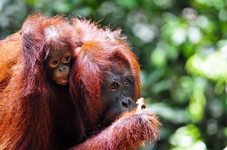 Orangutans in Borneo