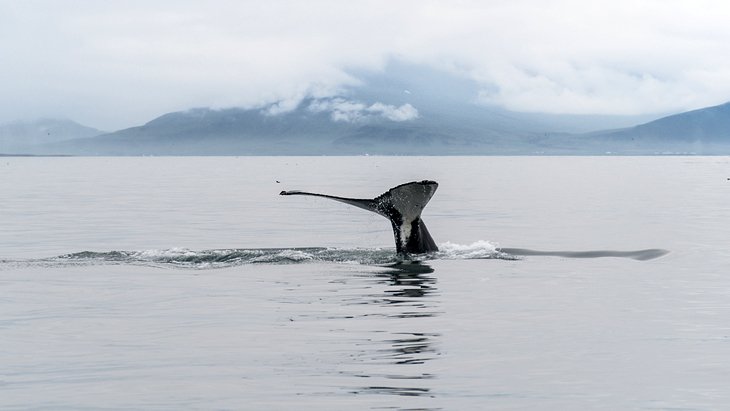 Excursion d'observation des baleines