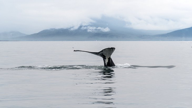 Whale Watching Tour