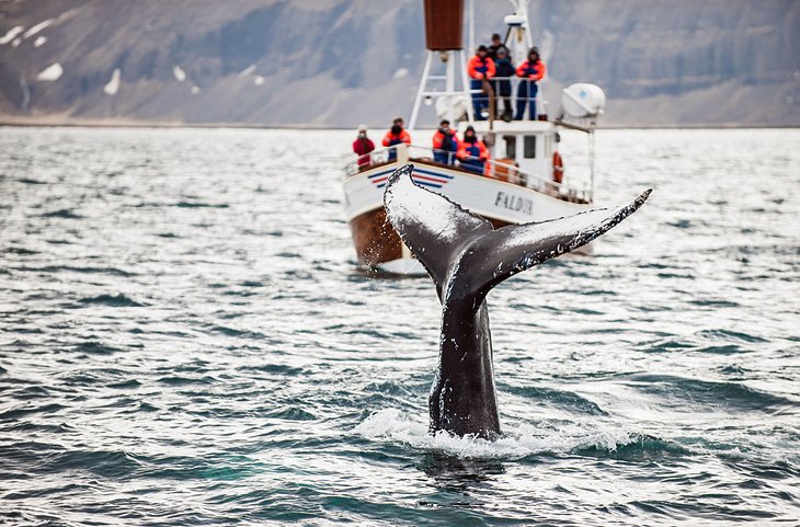 Whale Watching, Reykjavik