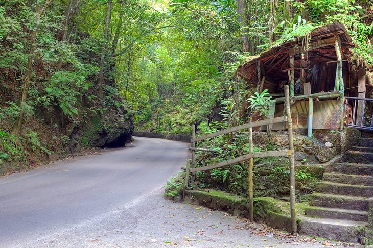 Fern Gully Scenic Drive